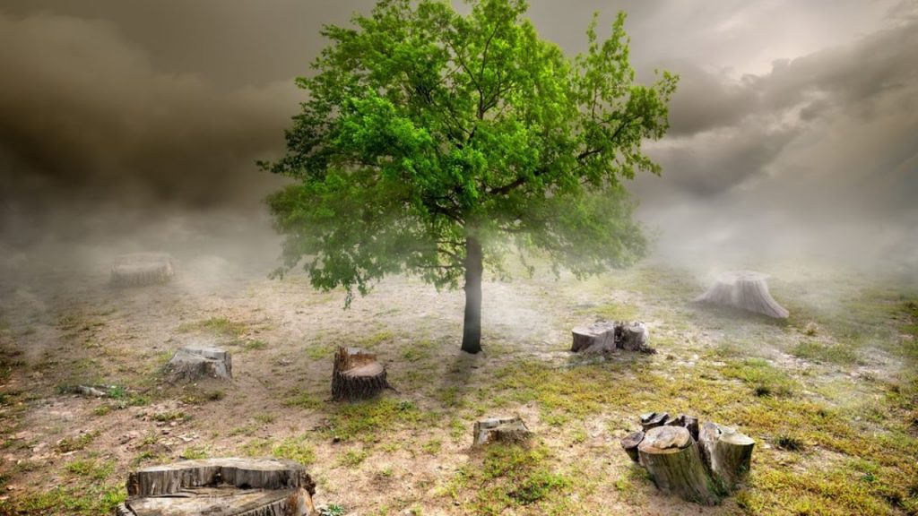 Artificial Intelligence to Track Deforestation